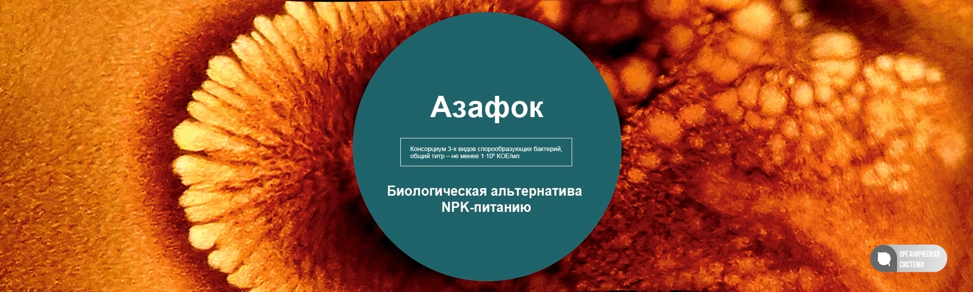 Азафок