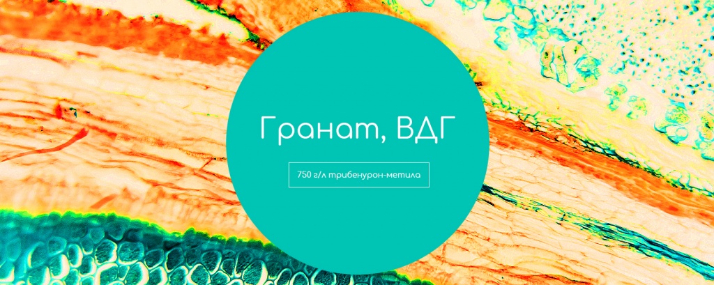 Гранат, ВДГ