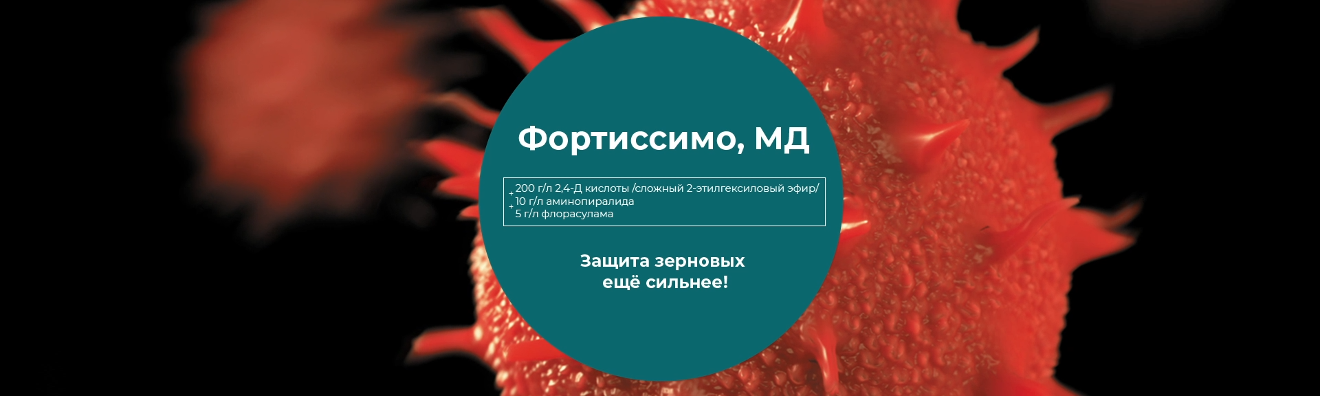 Фортиссимо, МД