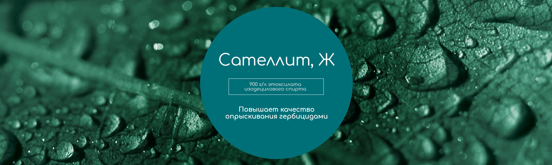 Сателлит, Ж