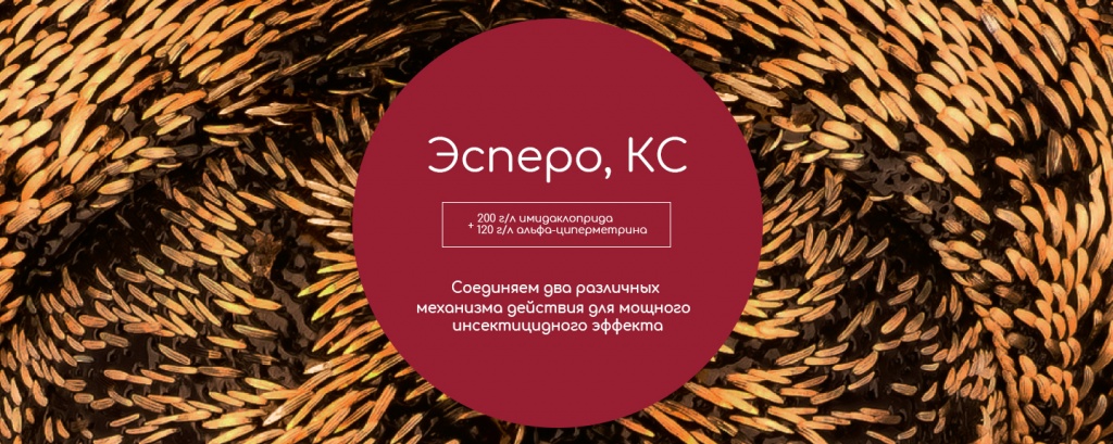 Эсперо, КС