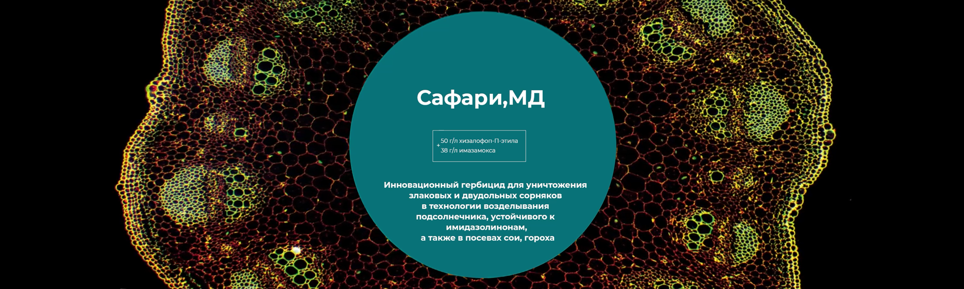 Сафари, МД