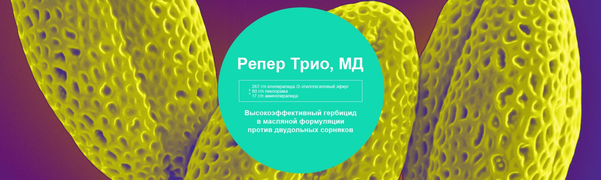 Репер Трио, МД