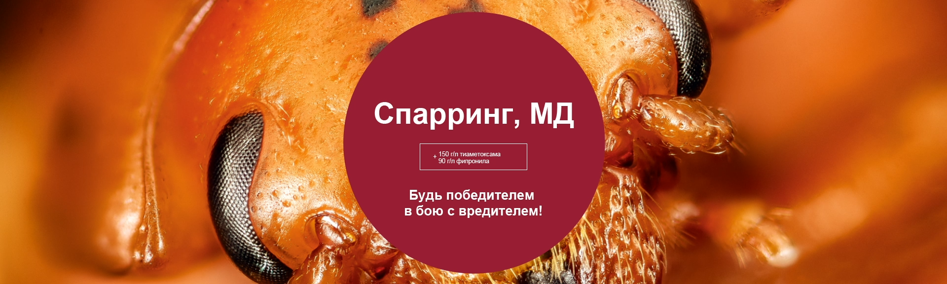 Спарринг, МД