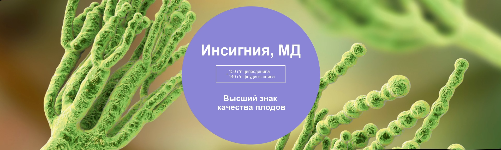 Инсигния, МД