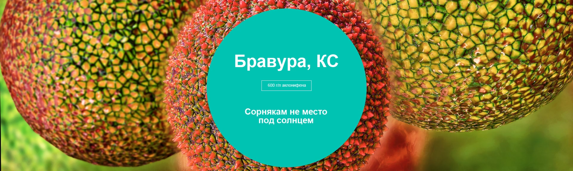Бравура, КС